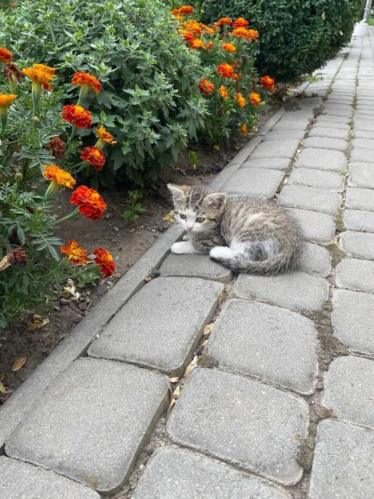 дарую котика, два місяці