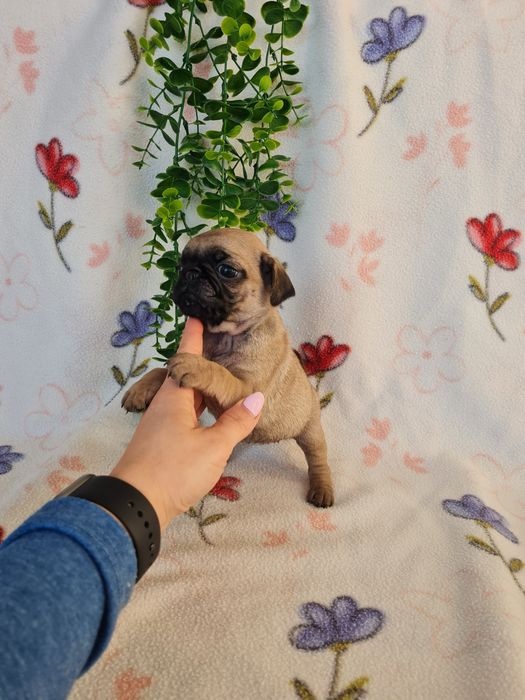 Excelente Pug Carlin beje de Qualidade