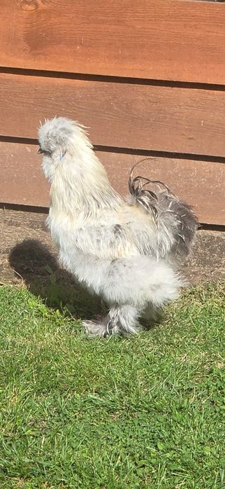 Kogut silka usa roczny