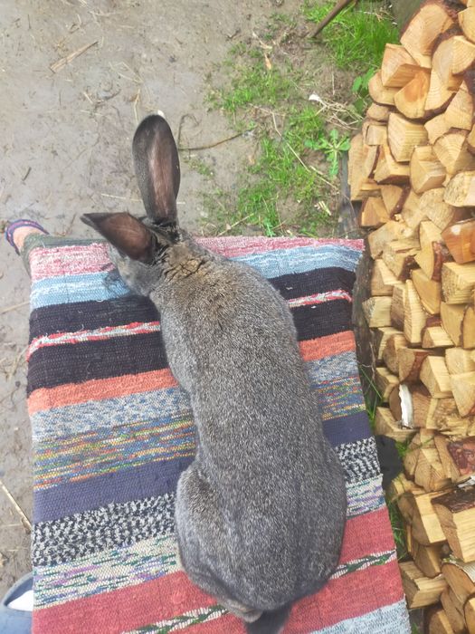 Молодий робочий самець Строкача . Кролі .