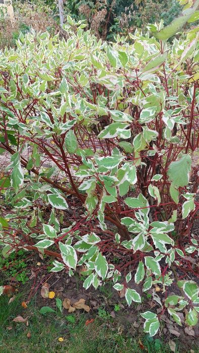 Дерен Елегантисима