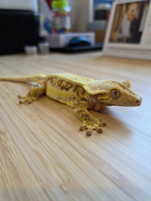 Gekon orzęsiony LW Samiec