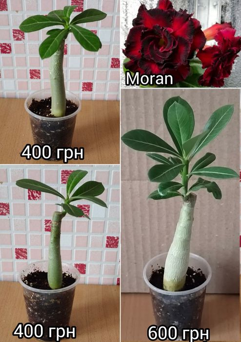 Аденіум щеплений King Blue Magenta