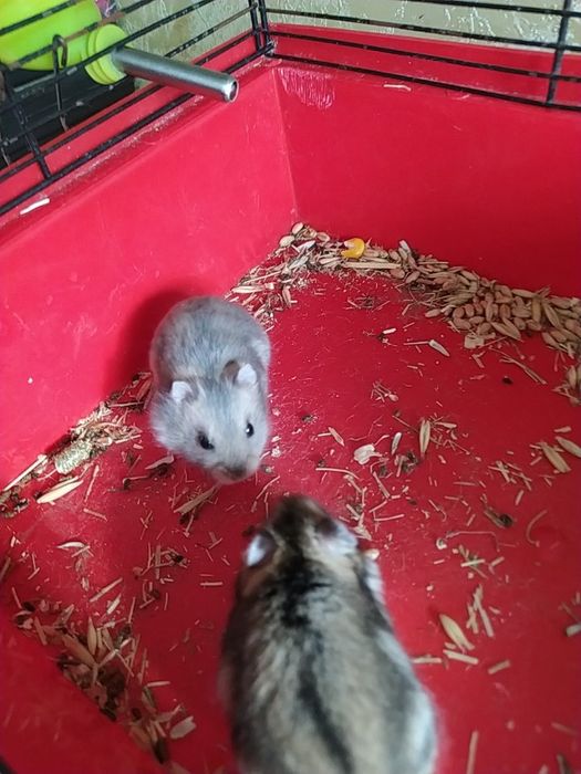 Хомячки Кременчуг