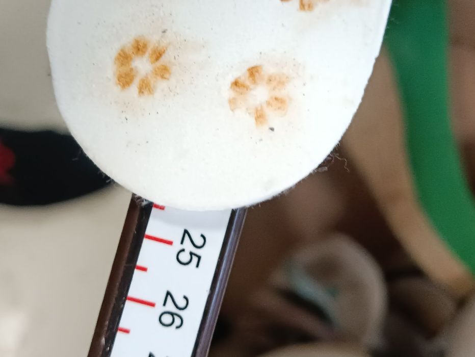 Ковзани-коньки (37)