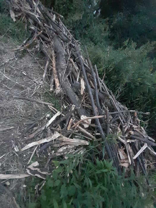 Oddam drewno (gruba gałęziówka) na opał