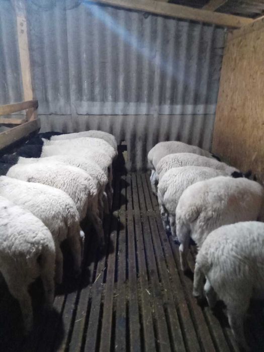 Баранчикі Дорпер