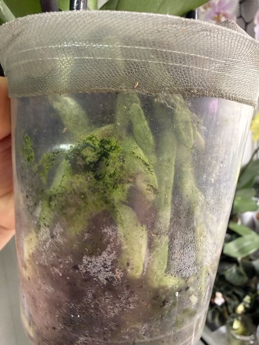 Орхидея Биг Лип растение