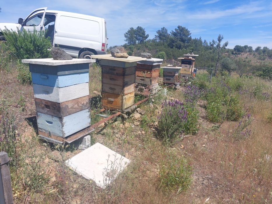 Enxames de Lusitana Lonstrot e Reversivel