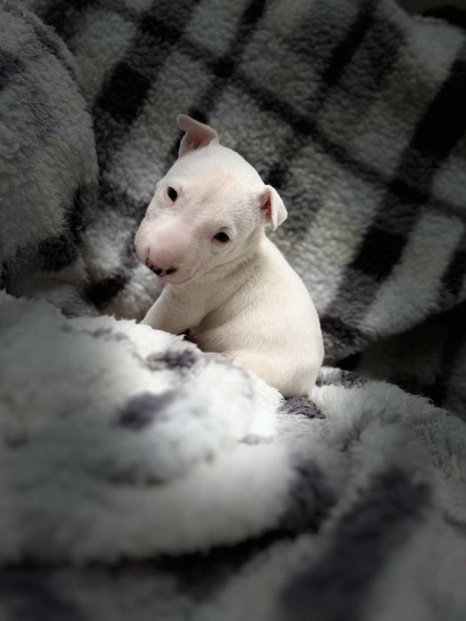 Bulterier miniaturowy chłopak