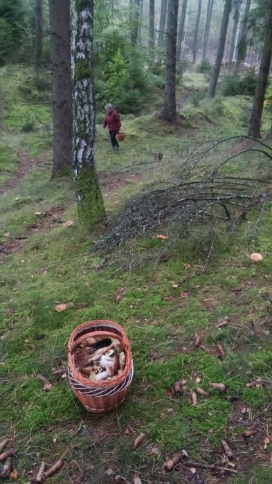 Grzyby suszone mix gatunków.