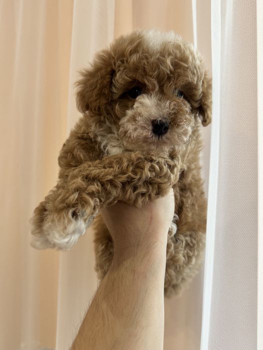 Красуня мальтіпу