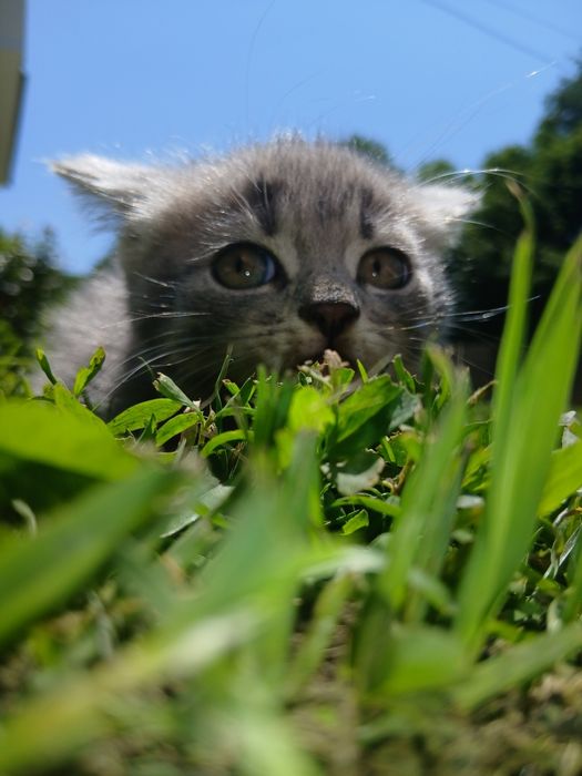 Кошенята шустренкі шукають свій новий дім