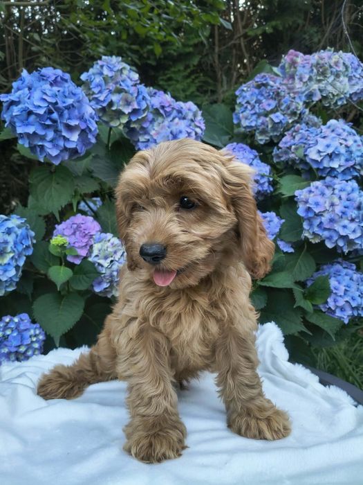 Cavapoo f1 piesek