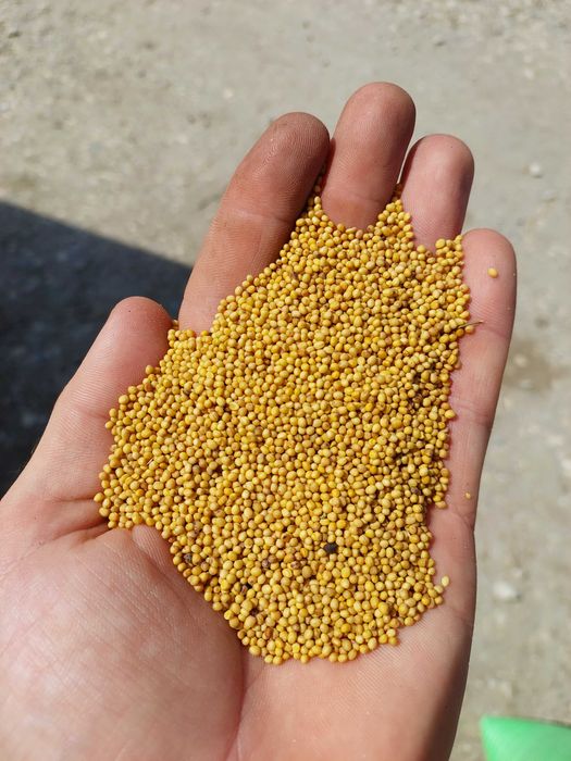 Łubin, rzodkiew, gorczyca, wyka, facelia, groch, seradela, peluszka wy