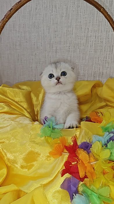 Висловухі дівчинка і хлопчик сріблястої шиншили