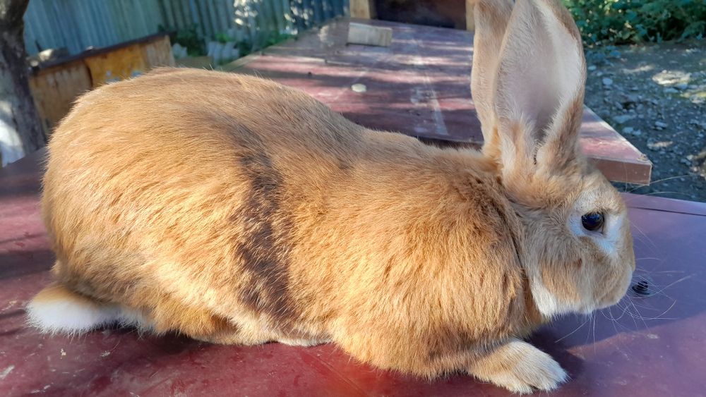 Продам  робочого кроля, віком 1.6 місяців