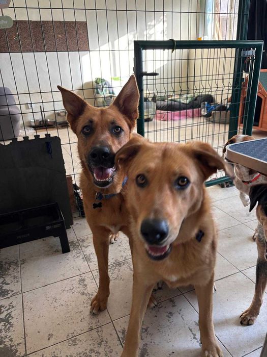 Irmãos para Adoção Conjunta