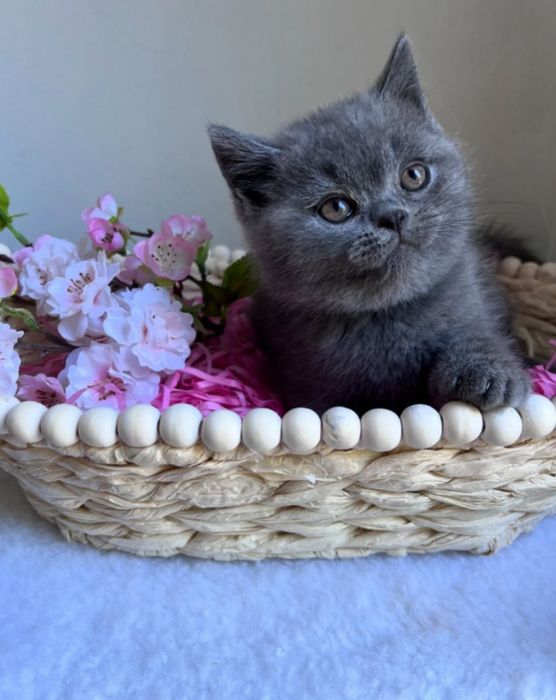 Домашние котята продам