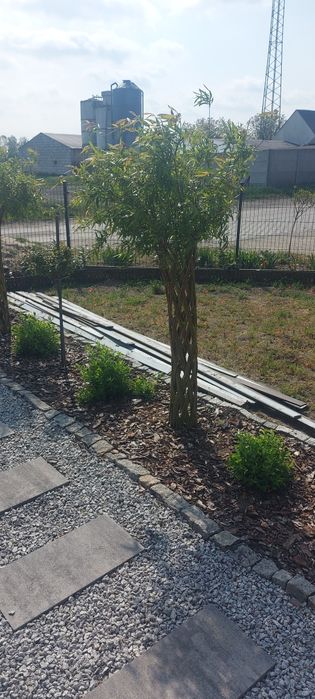 Wierzba pleciona salix