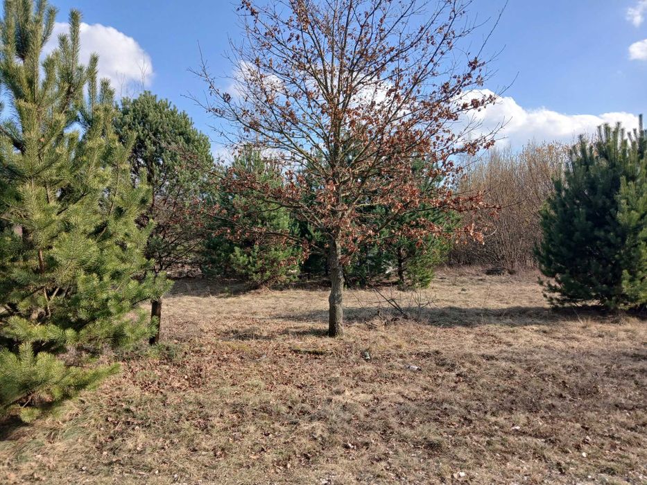 Drzewo na opał za darmo w zamia za wycinke