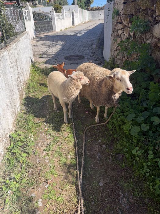 Ovelha bebé macho