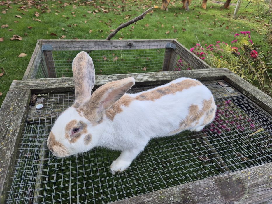 Srokacz niemiecki trójbarwny, samce