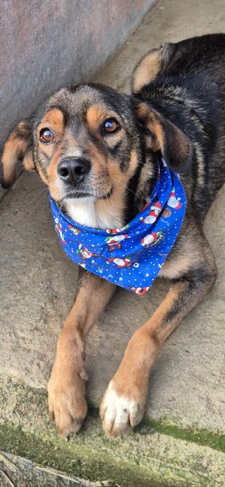 Piesek około 3 lata