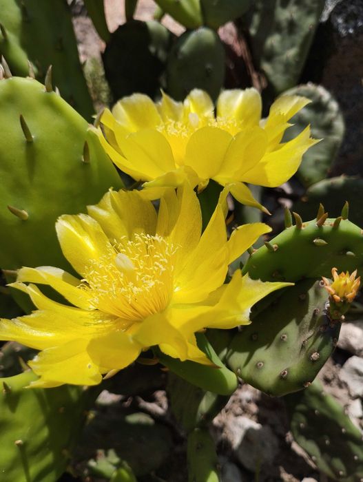 Опунция садовая зимующая в открытом грунте