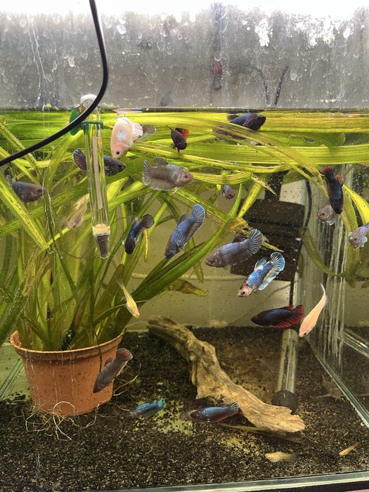 samice bojownika odmiana Delta bojownik syjamski/wspaniały