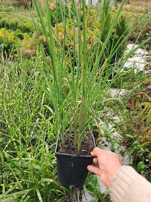 Міскантус  Зебріна , Монінг Лайт , Кабарет