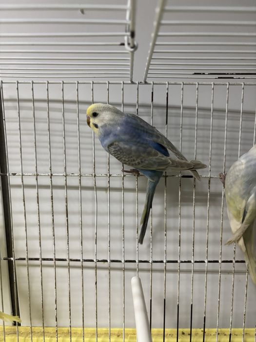 Periquitos australianos