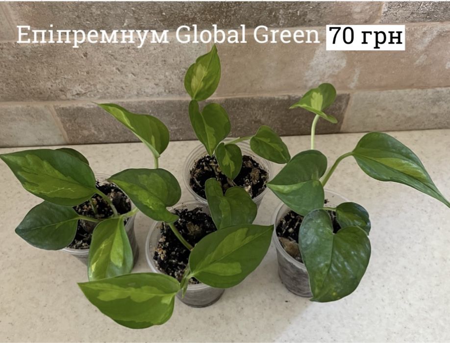 Епіпремнум n’joy, happy leaf, marble queen,сінгоніум jade філодендрон