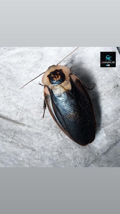 Таракан Blaberus craniifer "Black wing"