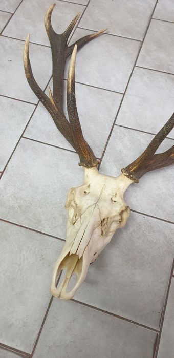 Wielkie trofeum jelenia poroże z czaszką, dwunastak