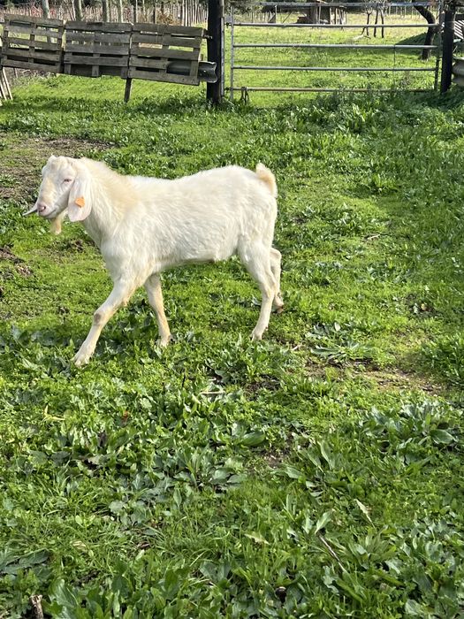 chibo anglo nubiano novo