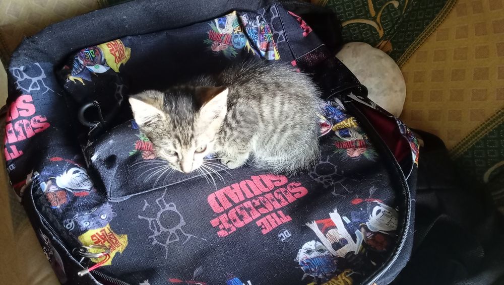 Gatinho para adoção