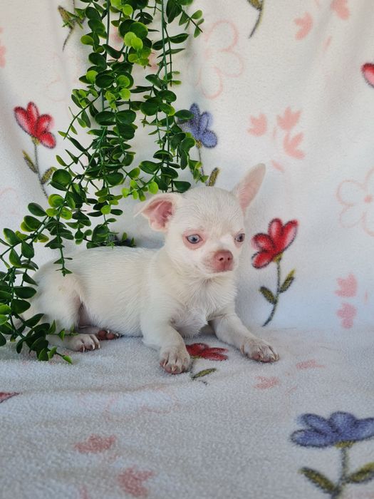 Excecional menino mini Chihuahua/Chiuaua,Qualidade, LinhagemRussa