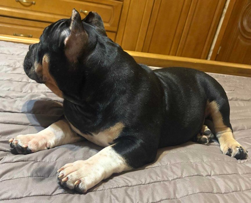 Атлетичний хлопчик Американського Буллі у пошуках нової сімї