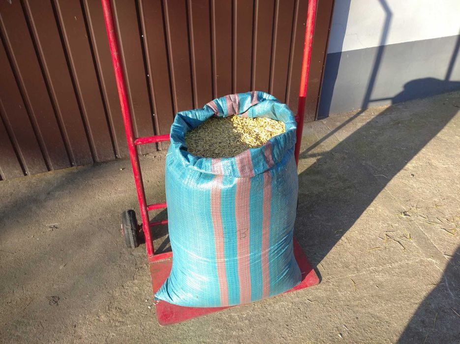 Owies , żyto,pszenżyto i pszenica zimowa,słoma w kostkach.