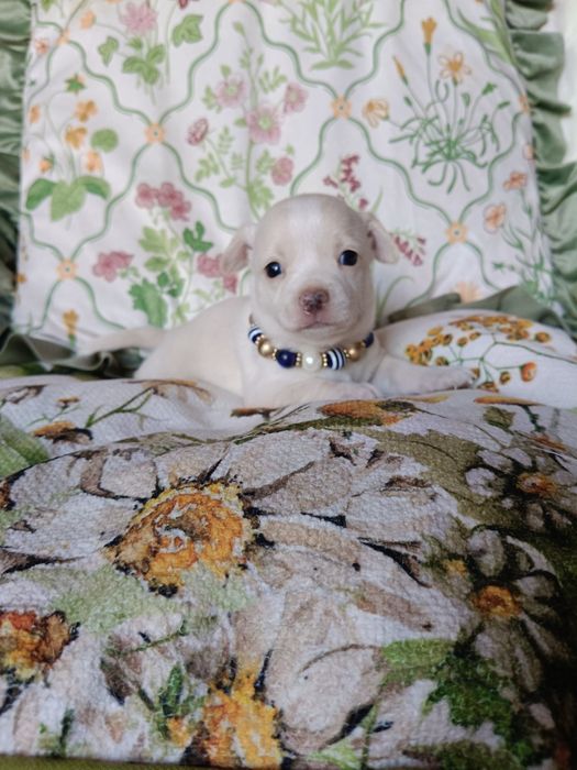 Chihuahua piesek