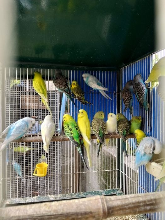 Cedência de várias aves