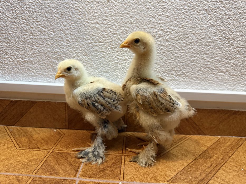 Galinhas Sedosas, Brahamas, Rhode Island red