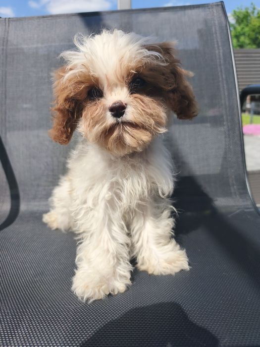 Cavapoo szczeniak