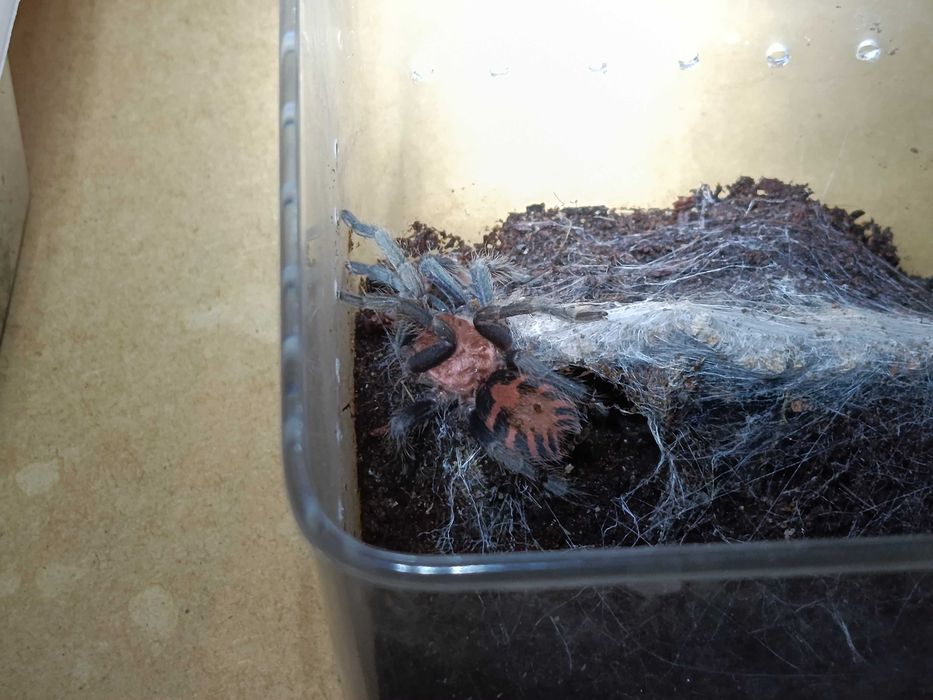 Ptasznik Tygrysi (Davus pentaloris),ok 2 DC, terrarium 10x10x10cm