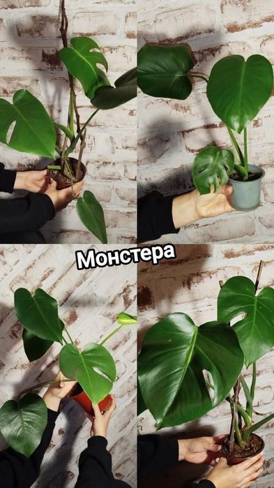 Денежное дерево, Монстера, Алоэ Вера, Эуфорбия, Традесканция, Кактусы