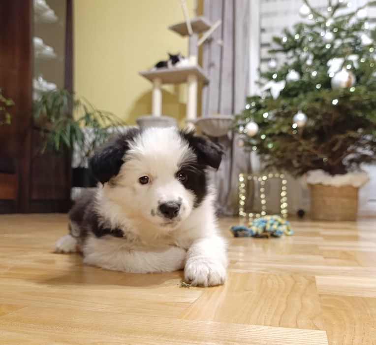 Sunia szczenię Border Collie ZKwP