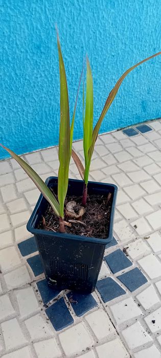 Cana de acucar planta