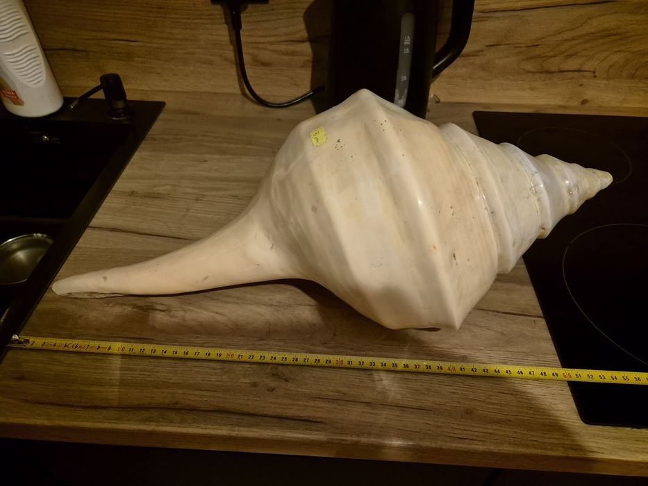Gigantyczna Muszla Syrinks Auranus 54-55cm .
