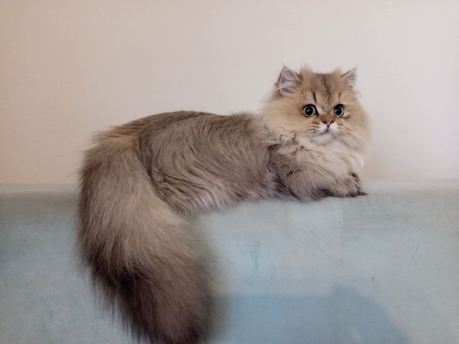 Котик хлопчик ніжний манчкін